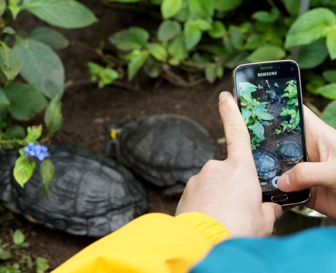 Besucher fotografiert zwei Schildkröten