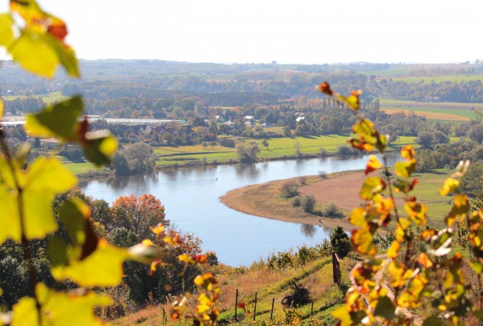 Weinreben und Elbtal