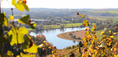 Weinreben und Elbtal