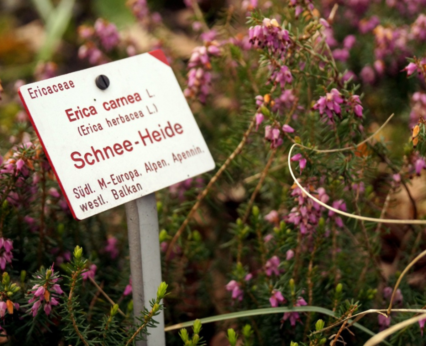 Botanischer Garten der Technischen Universität Dresden.