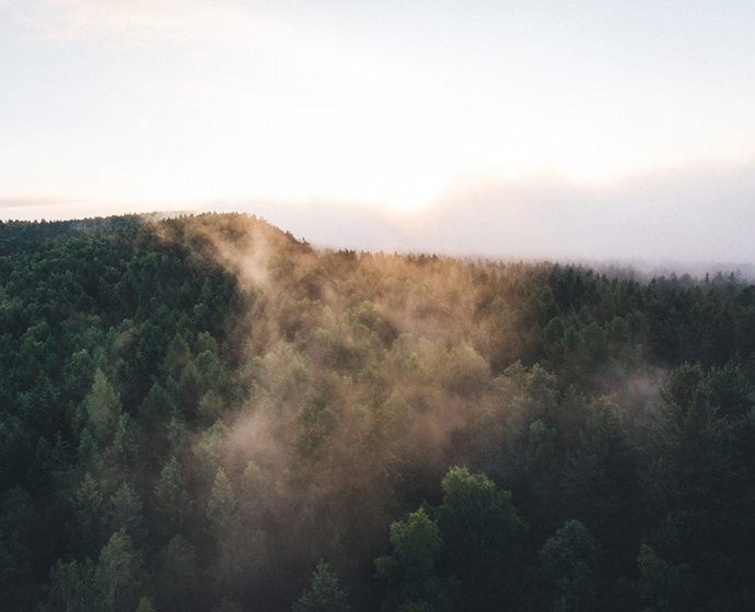 Sonnenstrahlen und Nebelschwaden über dem Nadelwald 