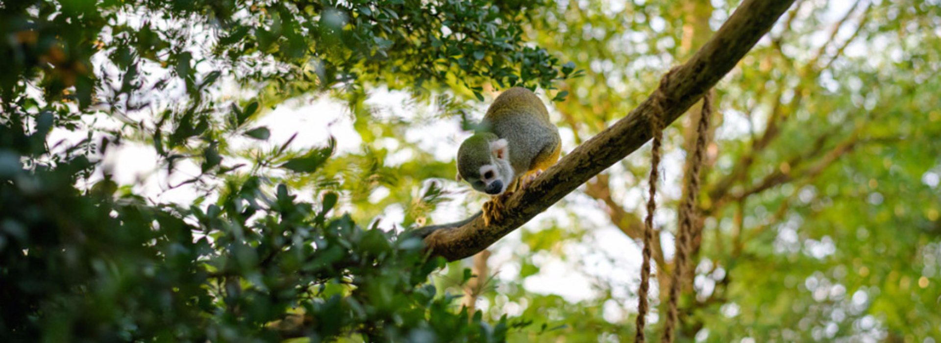 Äffchen im Leipziger Zoo