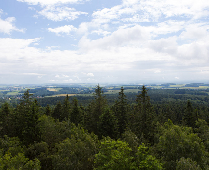 Blick über Baumwipfel auf das dahinter liegende Land