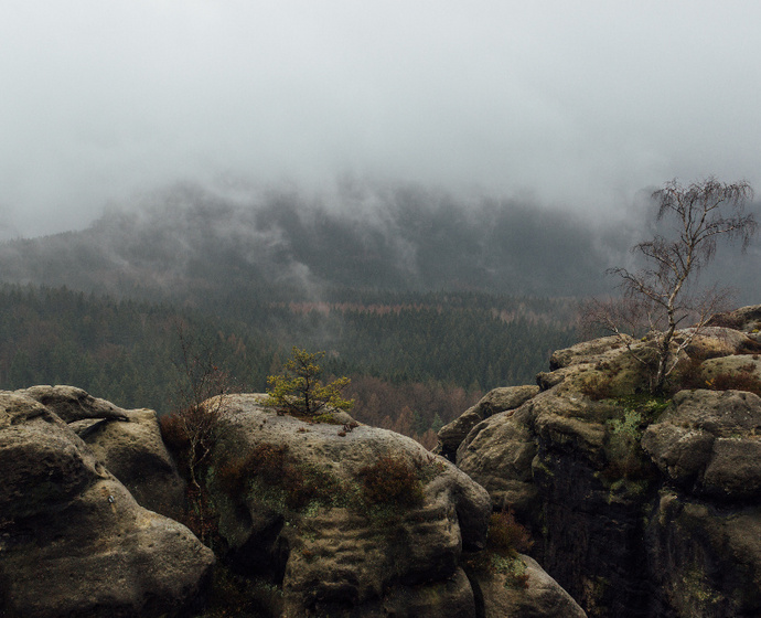 Kleine Bäume auf den Felsen