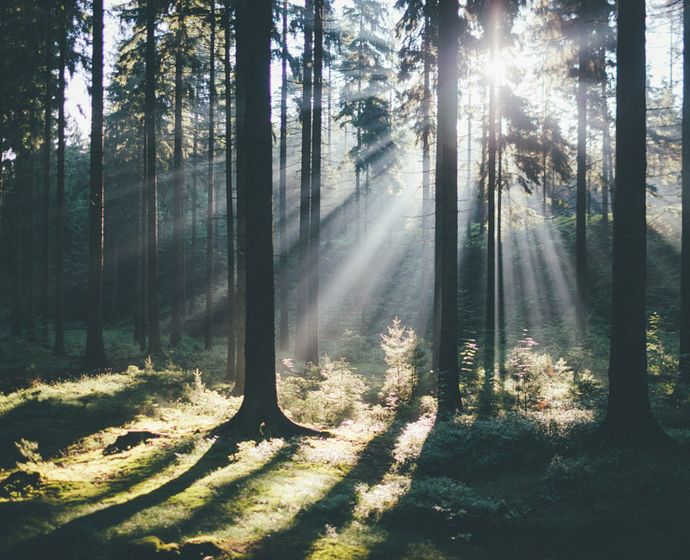 Sonnenstrahlen scheinen durch die Bäume