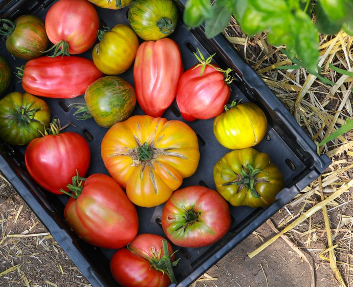 Tomaten frisch aus der ANNALINDE-Gärtnerei: urbane Landwirtschaft Leipzig #Leipzig #geheimtippleipzig #leipzigtipps