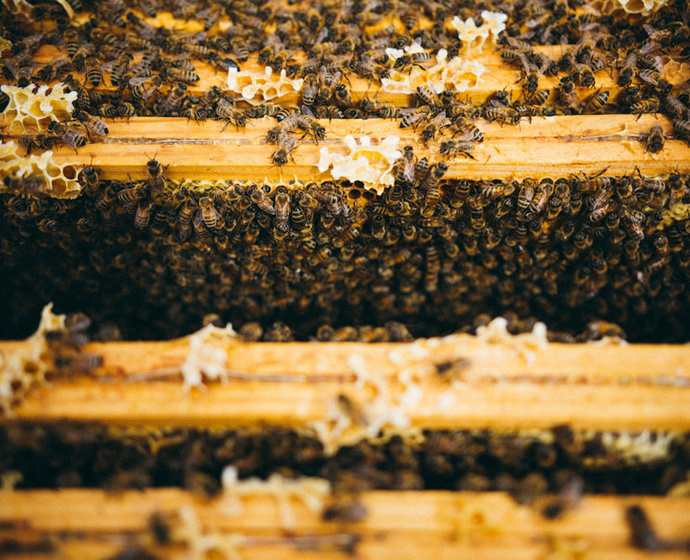 Bienenwaben
