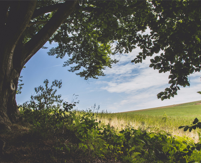 Baum und Wiese