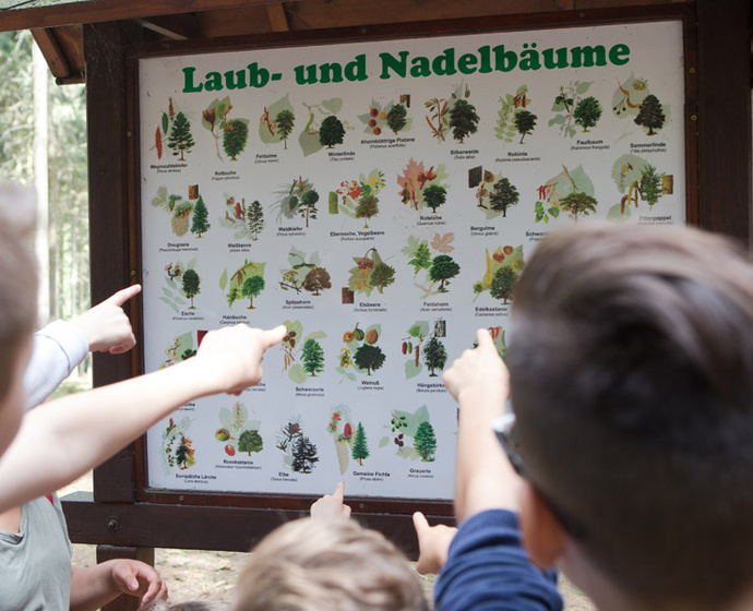 Info-Tafel zu Laub-und Nadelbäumen