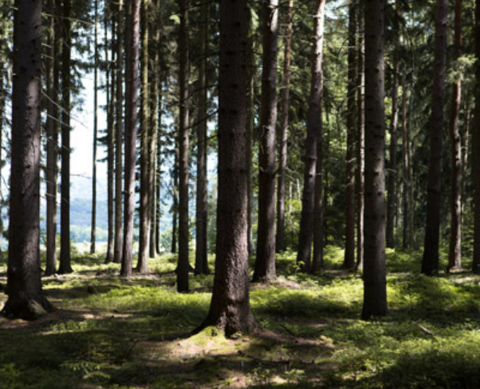 Wald in der Vogtländischen Schweiz