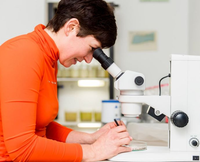 Thorid Zierold inspiziert Proben unter dem Mikroskop