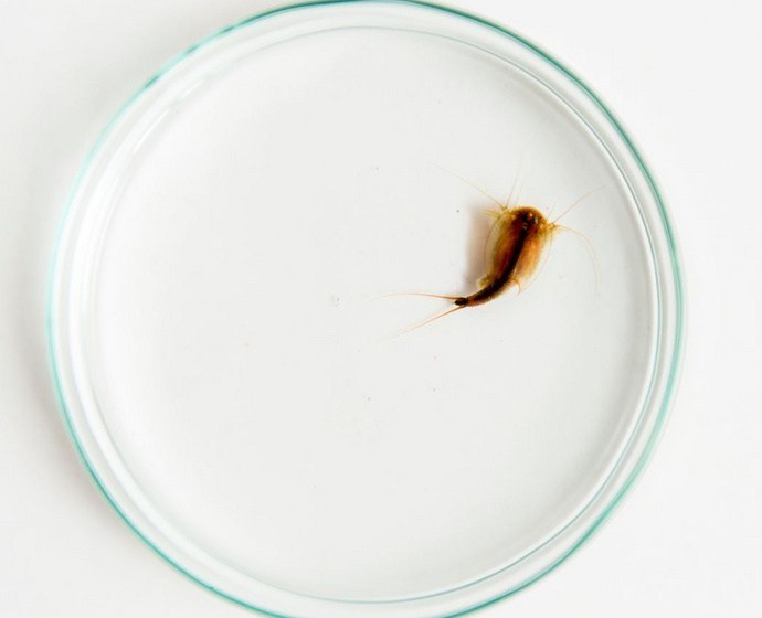 Triops in Petrischale