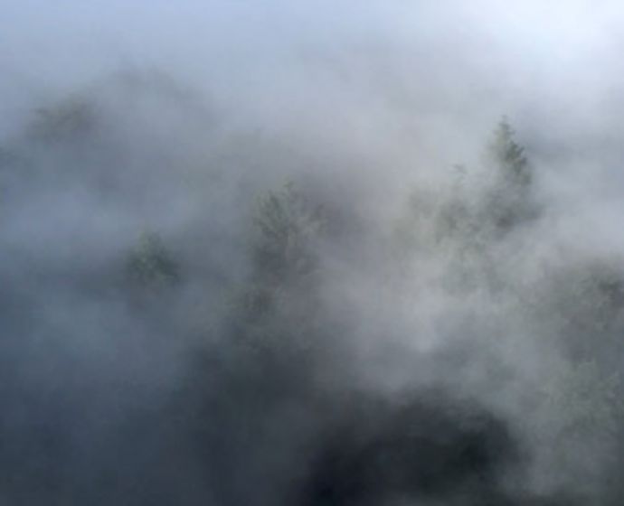 Nebel zwischen Nadelbäumen