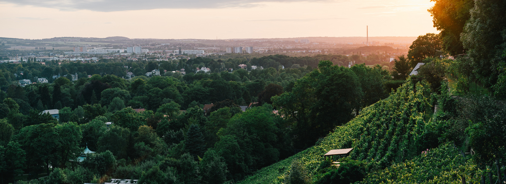 Landschaftsbild Weinberg Dresden Elbland