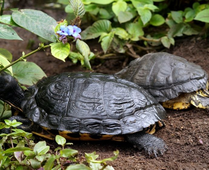 Zwei Schildkröten auf Nahrungssuche zwischen den Pflanzen