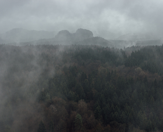 Der Wald im Morgennebel