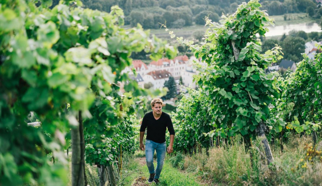 Matthias Schuh am Weinhang