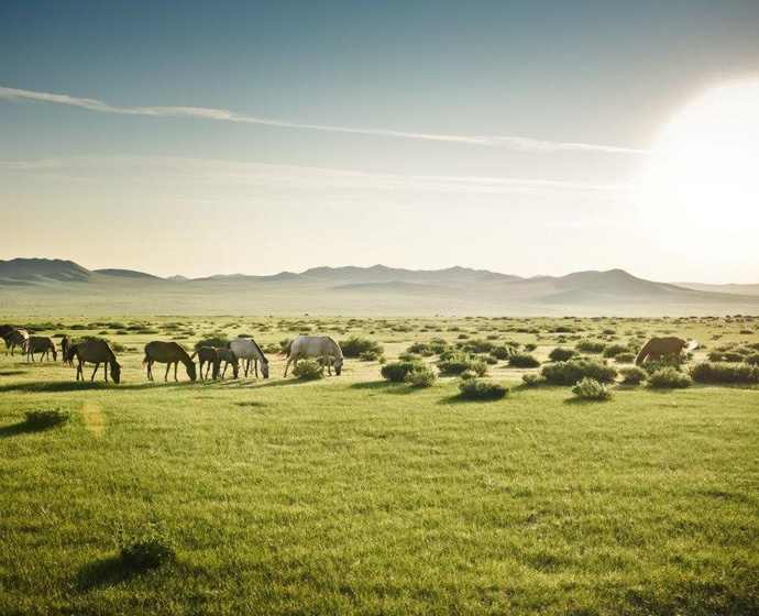 Steppe in der Mongolei