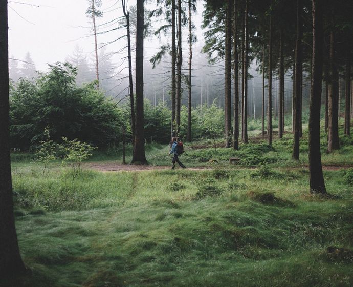 Wanderer im Wald