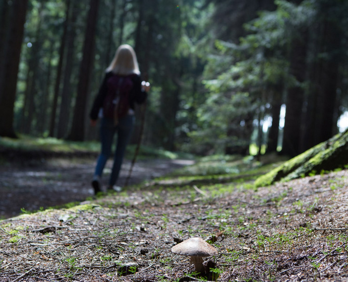 Im Vordergrund ein Pilz, im Hintergurnd eine Frau auf einem Wanderweg