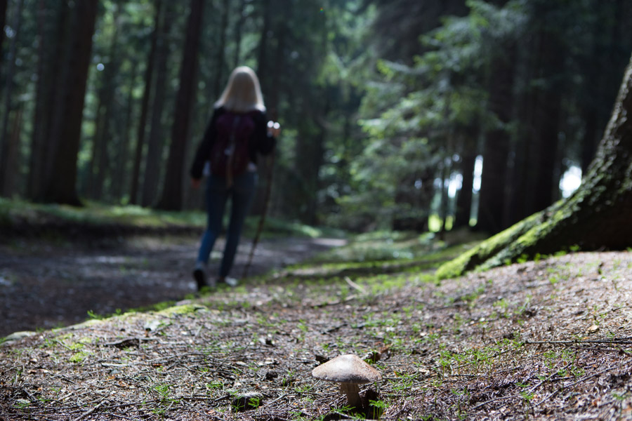 Im Vordergrund ein Pilz, im Hintergurnd eine Frau auf einem Wanderweg