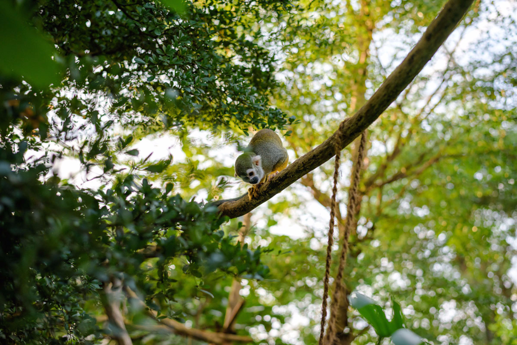 Äffchen im Leipziger Zoo